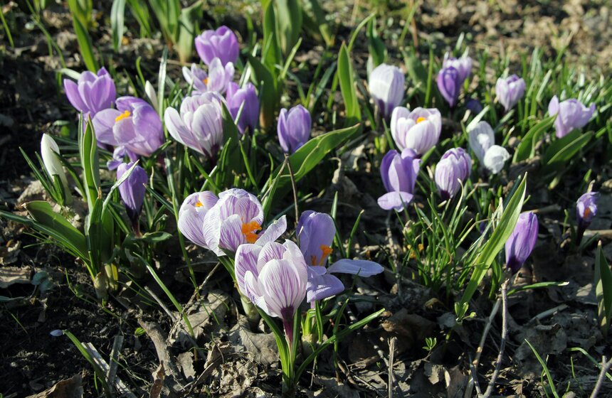 Весенний фестиваль цветов проходит в Ботаническом саду МГУ 13 фото