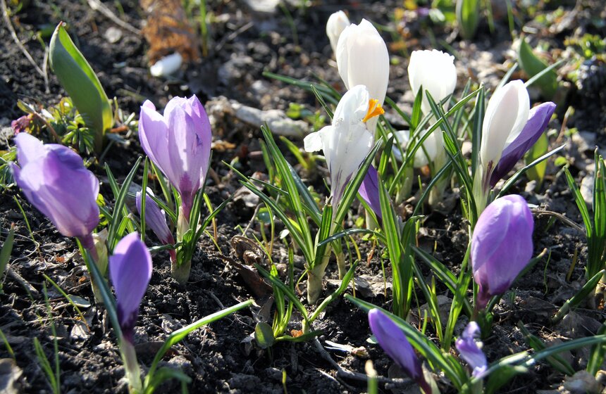 Весенний фестиваль цветов проходит в Ботаническом саду МГУ 15 фото