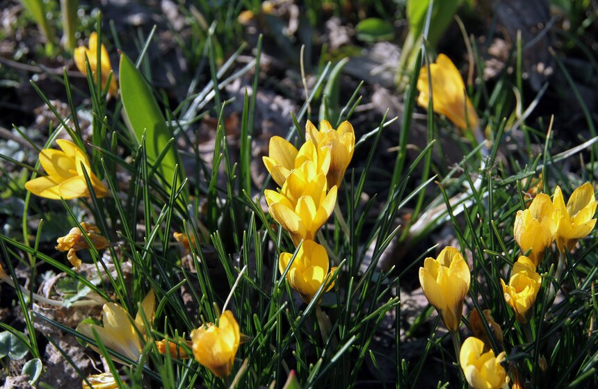 Весенний фестиваль цветов проходит в Ботаническом саду МГУ 14 фото