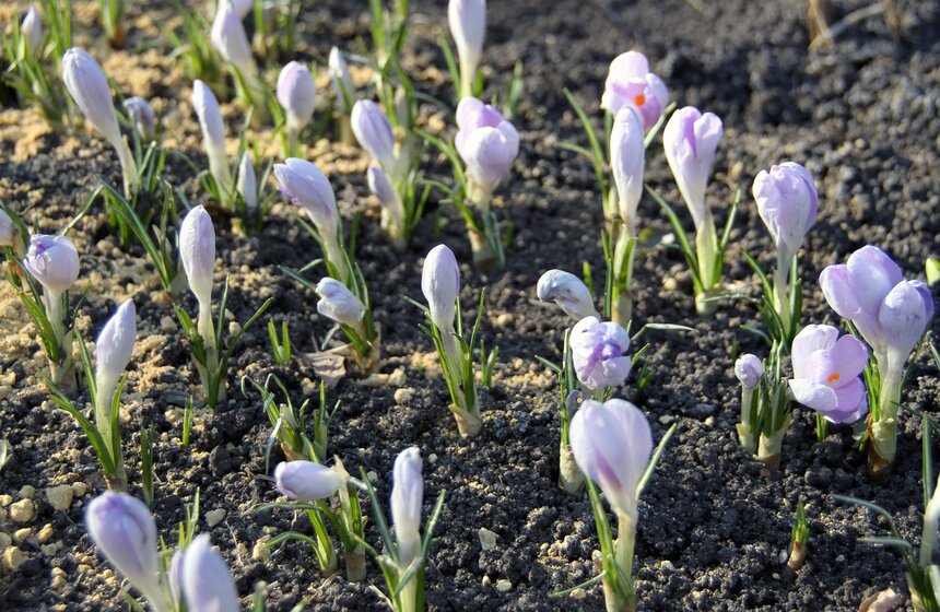Весенний фестиваль цветов проходит в Ботаническом саду МГУ 9 фото
