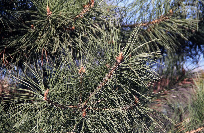 Весенний фестиваль цветов проходит в Ботаническом саду МГУ 8 фото