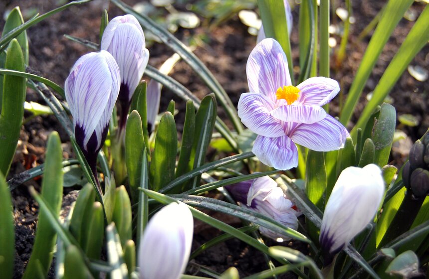 Весенний фестиваль цветов проходит в Ботаническом саду МГУ 2 фото