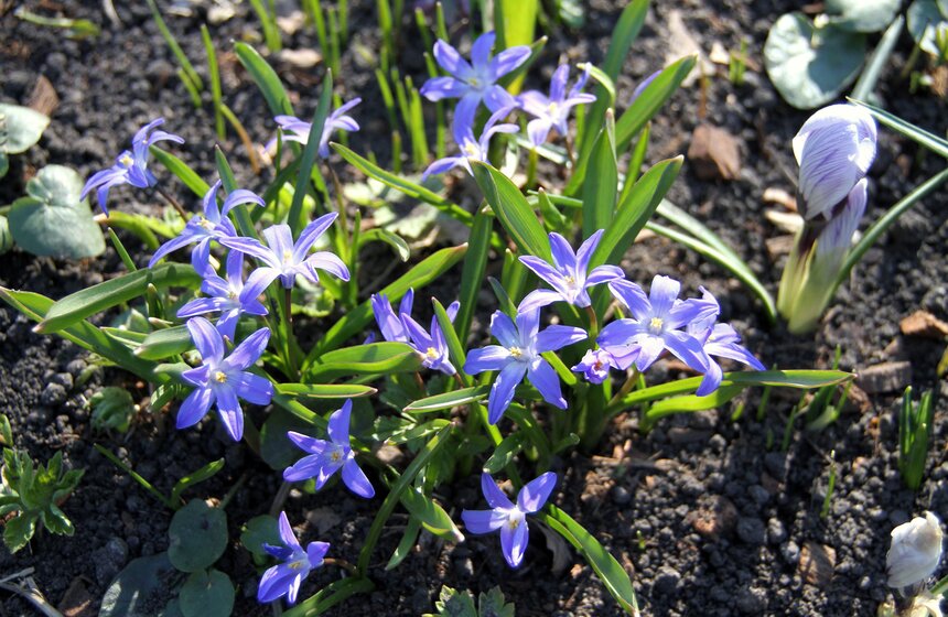 Весенний фестиваль цветов проходит в Ботаническом саду МГУ 1 фото