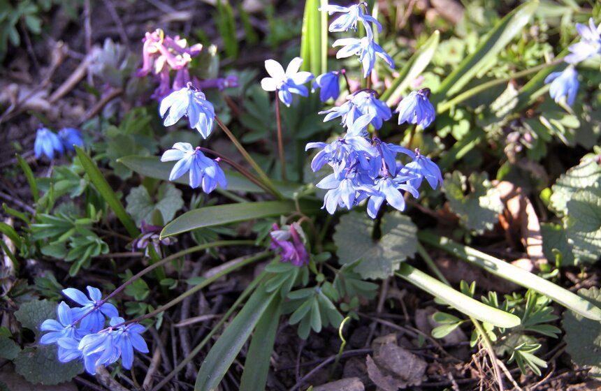Весенний фестиваль цветов проходит в Ботаническом саду МГУ 6 фото