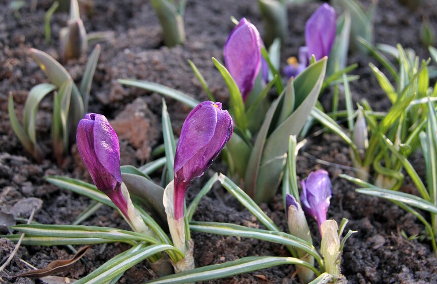 Весенний фестиваль цветов проходит в Ботаническом саду МГУ 4 фото