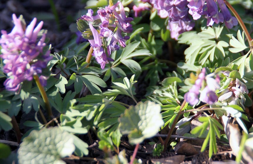 Весенний фестиваль цветов проходит в Ботаническом саду МГУ 7 фото