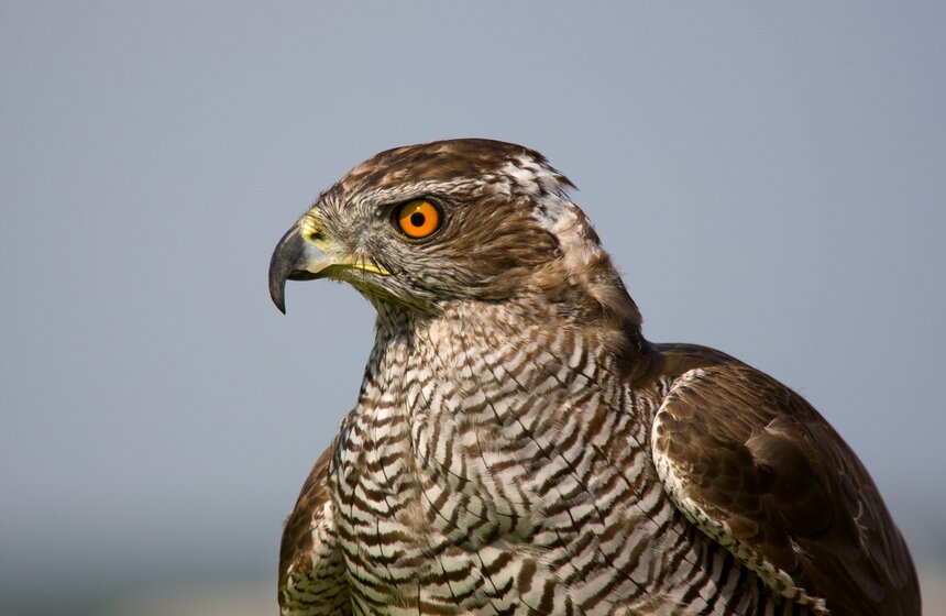 Как работает орнитологическая служба аэропорта Домодедово 7 фото