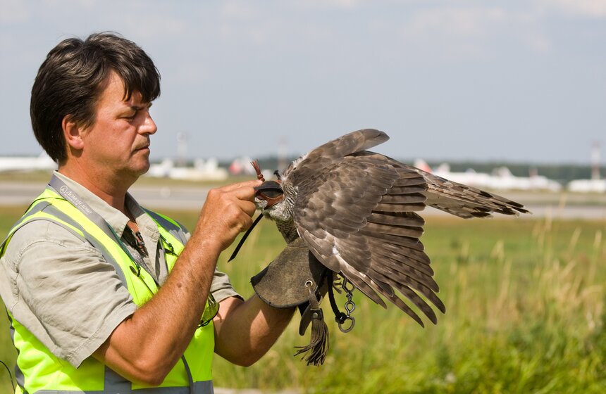Как работает орнитологическая служба аэропорта Домодедово 10 фото