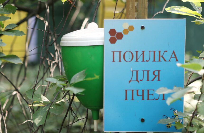 Как работает пасека в парке "Кузьминки" 6 фото