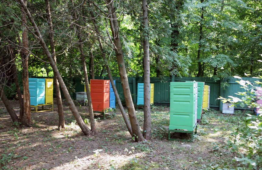 Как работает пасека в парке "Кузьминки" 9 фото