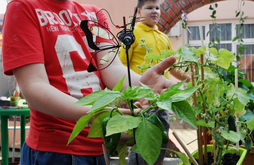 На юго-западе столицы высадили огород 4 фото