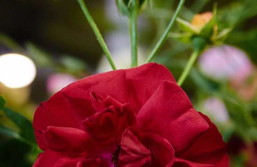 В "Сокольниках" проходит фестиваль ландшафтного искусства 19 фото