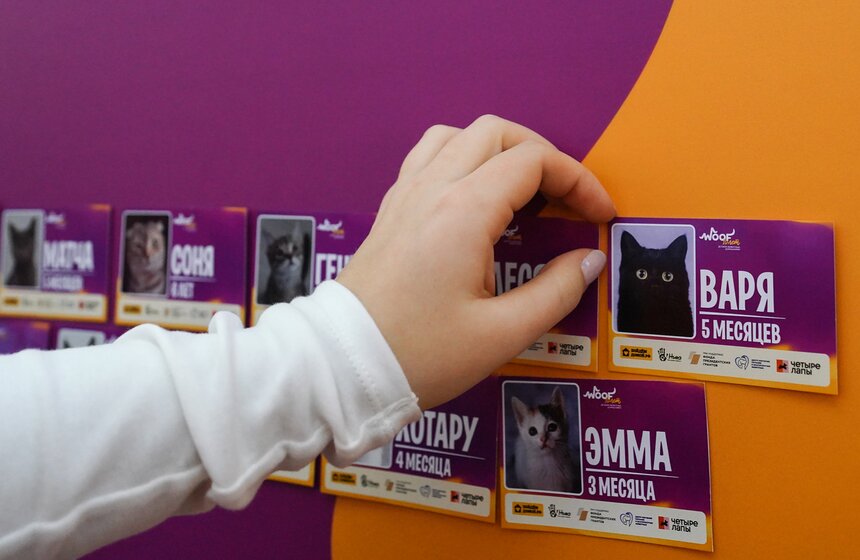 Благотворительный фестиваль-пристройство WOOF прошел в центре "Хлебозавод" 4 фото