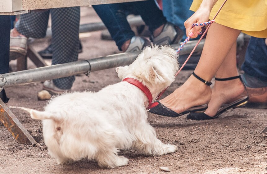 Фестиваль "Усадьба Джаз" стартовал в музее-усадьбе Архангельское 4 фото