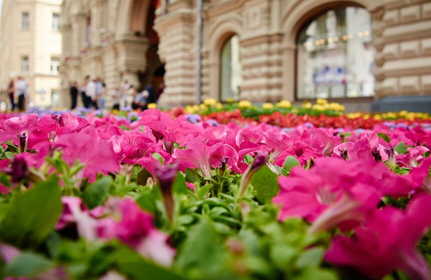 В ГУМе проходит ежегодный фестиваль цветов 16 фото