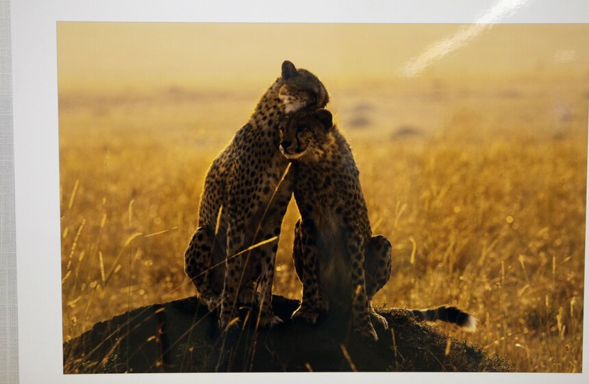 В Москве стартует фестиваль дикой природы "Золотая черепаха" 13 фото