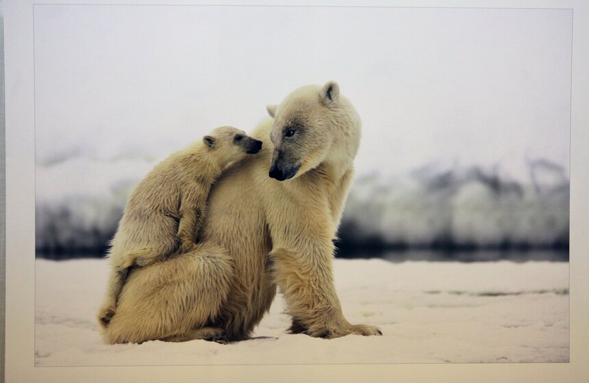 В Москве стартует фестиваль дикой природы "Золотая черепаха" 17 фото