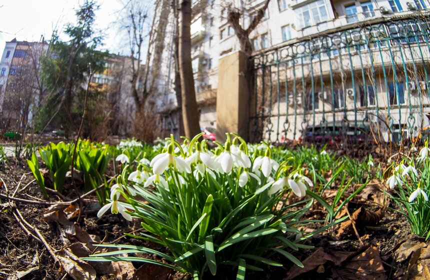 Специалисты Мосприроды рассказали, какие растения начнут цвести в Москве 1 фото