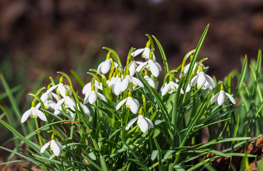 Специалисты Мосприроды рассказали, какие растения начнут цвести в Москве 3 фото