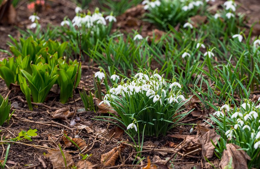 Специалисты Мосприроды рассказали, какие растения начнут цвести в Москве 24 фото