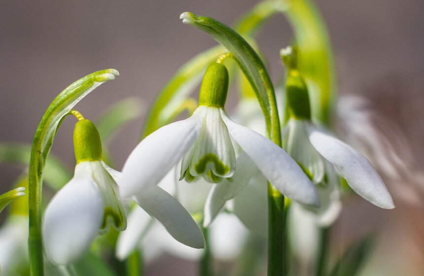 Специалисты Мосприроды рассказали, какие растения начнут цвести в Москве 23 фото