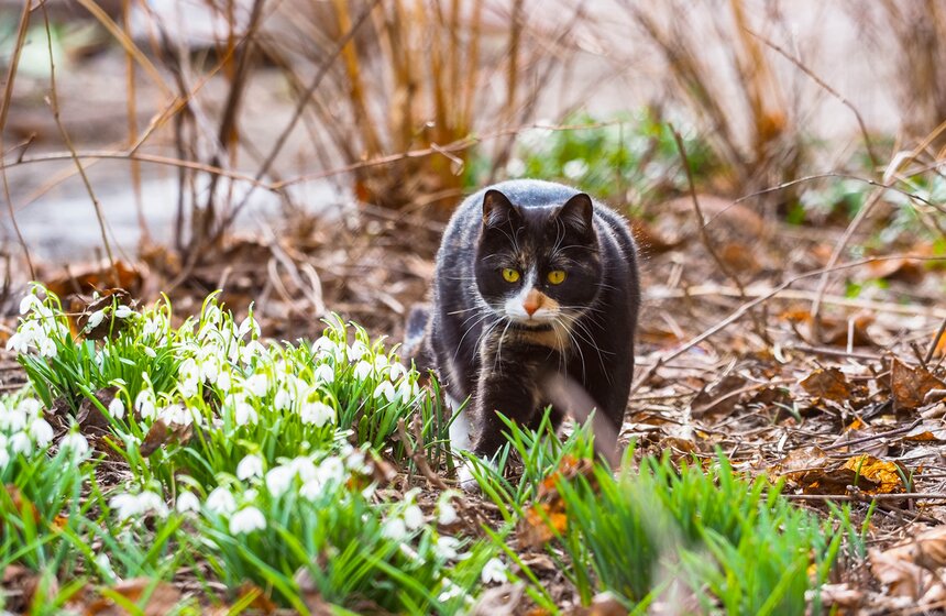 Специалисты Мосприроды рассказали, какие растения начнут цвести в Москве 5 фото