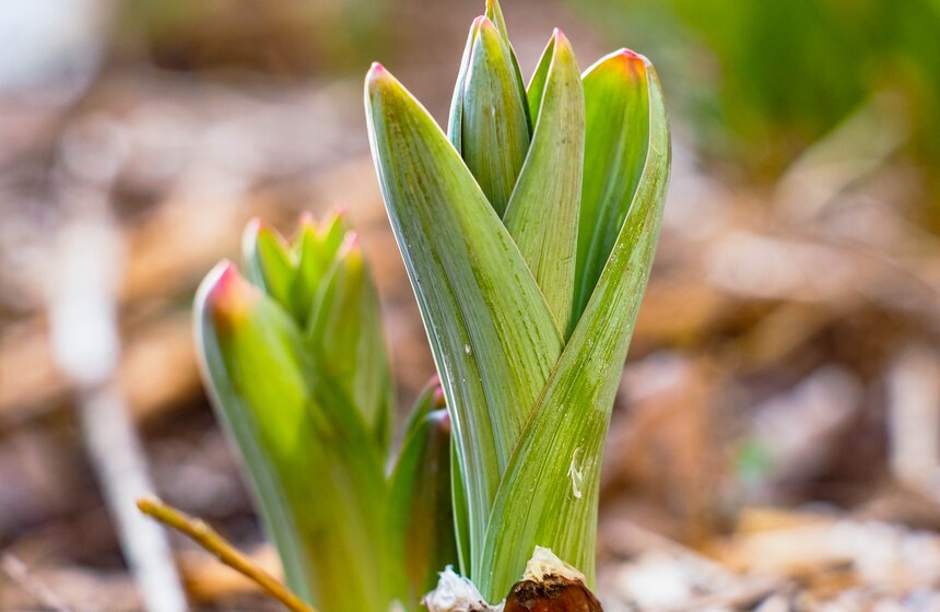 Специалисты Мосприроды рассказали, какие растения начнут цвести в Москве 22 фото