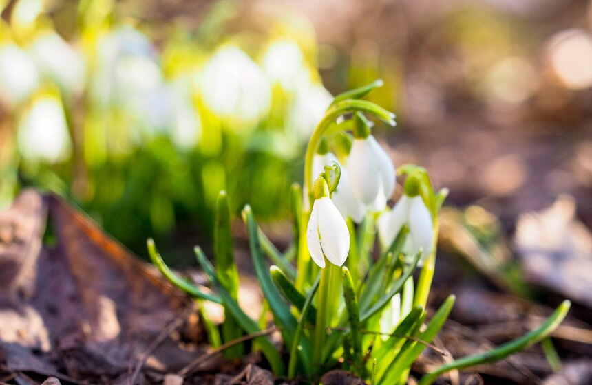 Специалисты Мосприроды рассказали, какие растения начнут цвести в Москве 18 фото