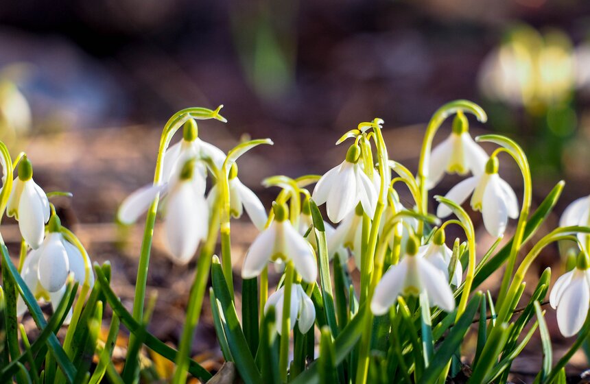 Специалисты Мосприроды рассказали, какие растения начнут цвести в Москве 21 фото