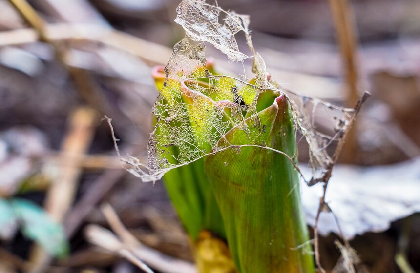 Специалисты Мосприроды рассказали, какие растения начнут цвести в Москве 15 фото