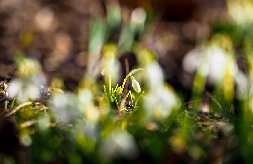 Специалисты Мосприроды рассказали, какие растения начнут цвести в Москве 8 фото