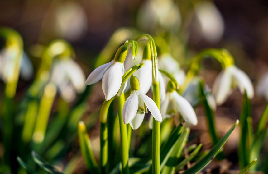 Специалисты Мосприроды рассказали, какие растения начнут цвести в Москве 14 фото