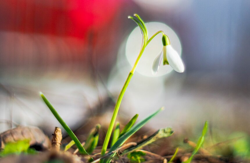 Специалисты Мосприроды рассказали, какие растения начнут цвести в Москве 10 фото