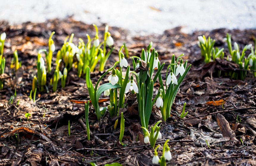 Специалисты Мосприроды рассказали, какие растения начнут цвести в Москве 6 фото