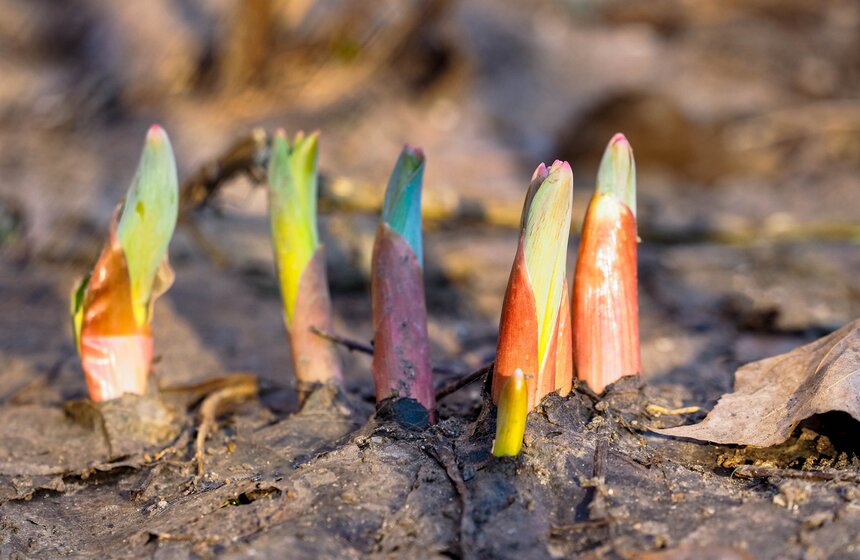 Специалисты Мосприроды рассказали, какие растения начнут цвести в Москве 7 фото