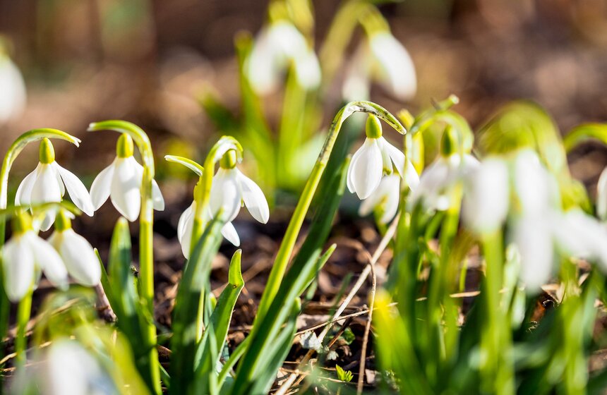 Специалисты Мосприроды рассказали, какие растения начнут цвести в Москве 11 фото