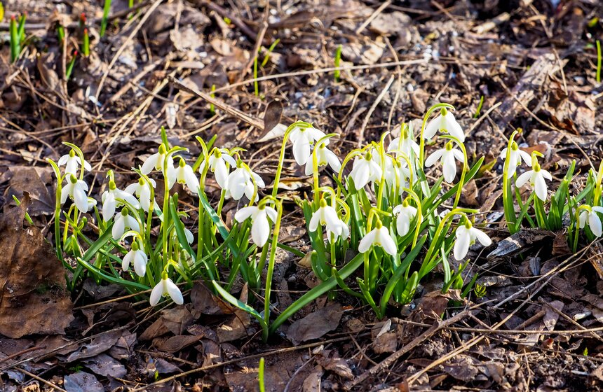 Специалисты Мосприроды рассказали, какие растения начнут цвести в Москве 12 фото