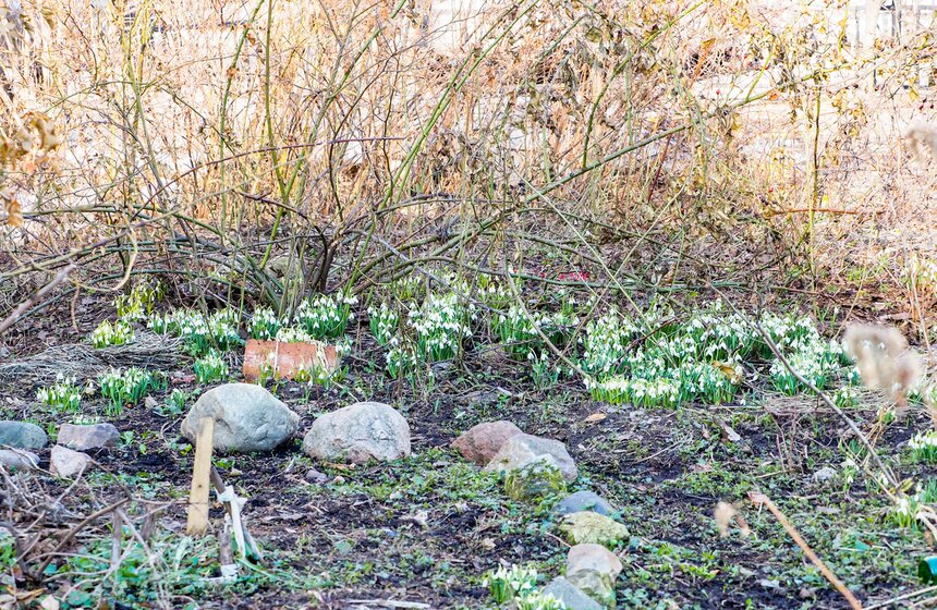 Специалисты Мосприроды рассказали, какие растения начнут цвести в Москве 9 фото