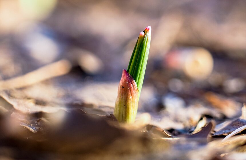 Специалисты Мосприроды рассказали, какие растения начнут цвести в Москве 19 фото