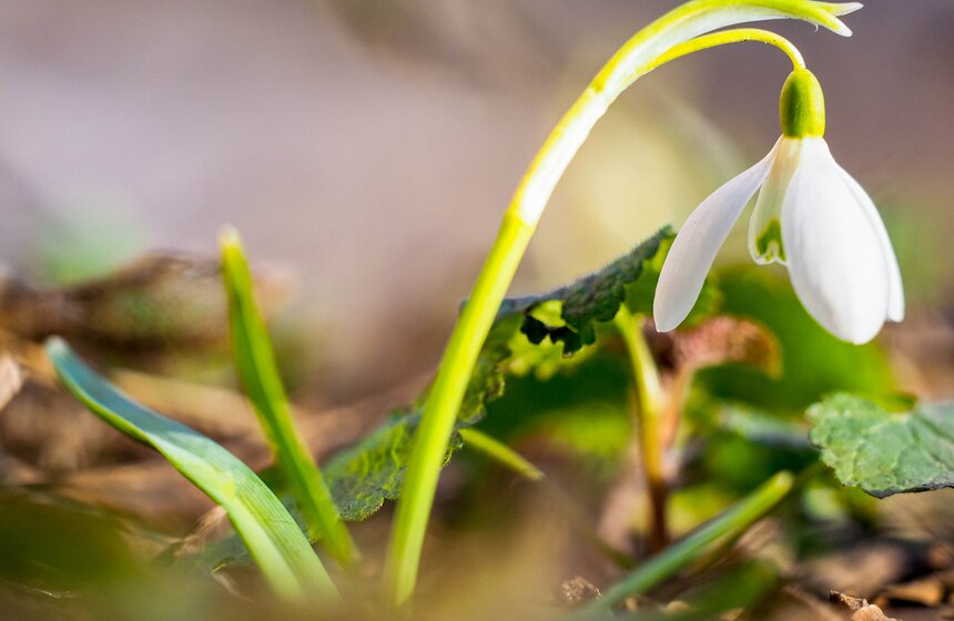 Специалисты Мосприроды рассказали, какие растения начнут цвести в Москве 20 фото