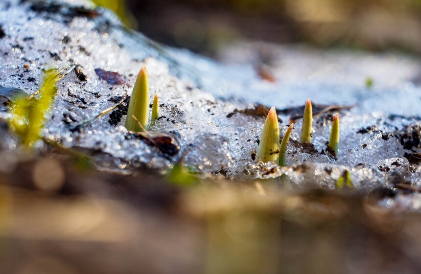 Специалисты Мосприроды рассказали, какие растения начнут цвести в Москве 13 фото