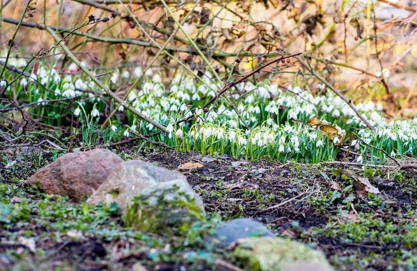 Специалисты Мосприроды рассказали, какие растения начнут цвести в Москве 17 фото