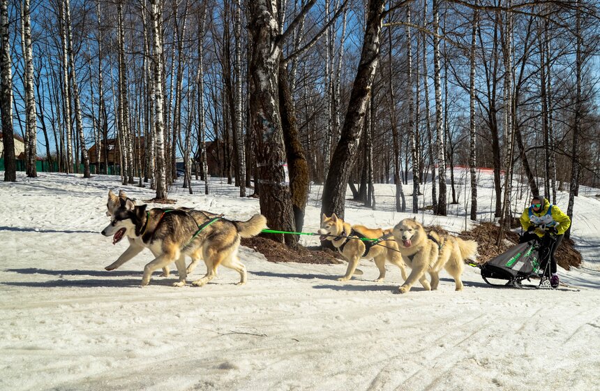 Гонка на собачьих упряжках "Содружество" прошла в Красногорске 16 фото