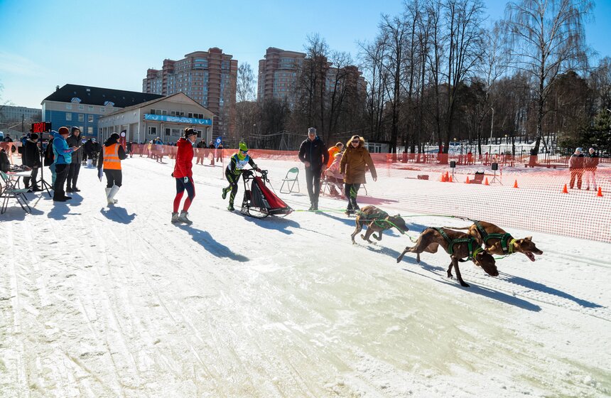 Гонка на собачьих упряжках "Содружество" прошла в Красногорске 5 фото