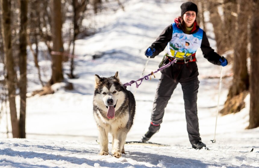 Гонка на собачьих упряжках "Содружество" прошла в Красногорске 23 фото