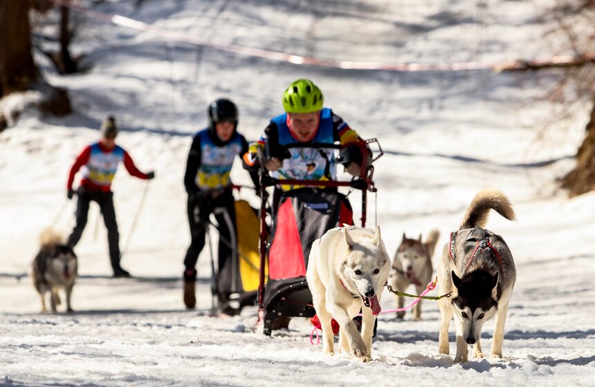 Гонка на собачьих упряжках "Содружество" прошла в Красногорске 15 фото