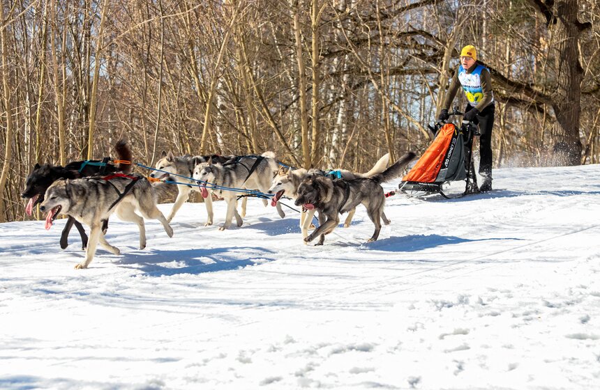 Гонка на собачьих упряжках "Содружество" прошла в Красногорске 6 фото
