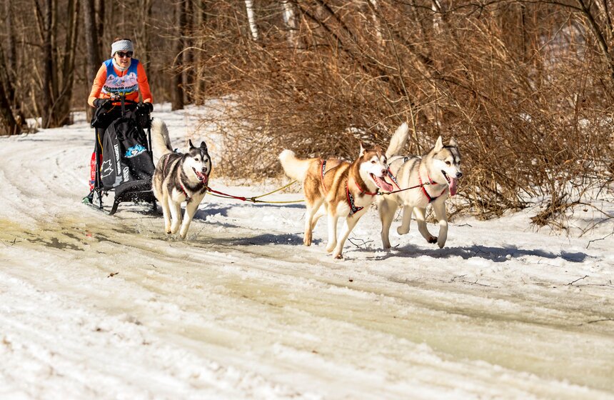 Гонка на собачьих упряжках "Содружество" прошла в Красногорске 17 фото