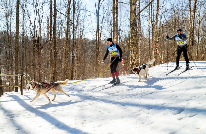 Гонка на собачьих упряжках "Содружество" прошла в Красногорске 21 фото