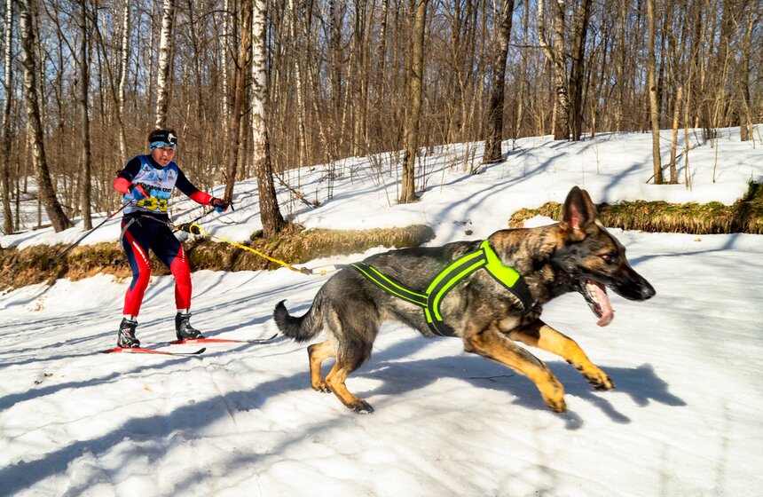 Гонка на собачьих упряжках "Содружество" прошла в Красногорске 20 фото